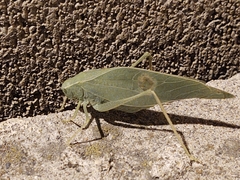 Microcentrum rhombifolium