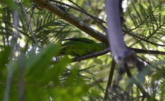 Cyanoramphus cookii