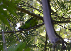 Cyanoramphus cookii