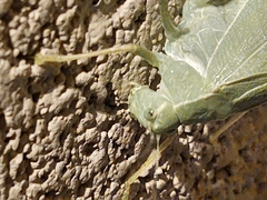 Microcentrum rhombifolium