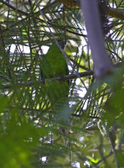 Cyanoramphus cookii