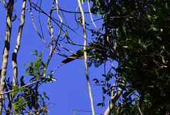 Cyanoramphus cookii