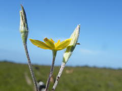 Hypoxis longifolia
