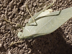 Microcentrum rhombifolium