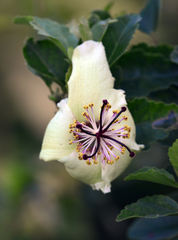 Hibiscus insularis