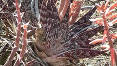Gonialoe variegata