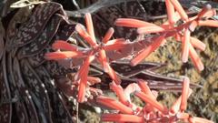 Gonialoe variegata