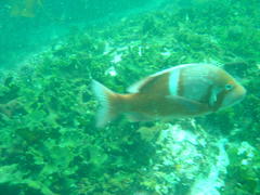 Chrysoblephus laticeps
