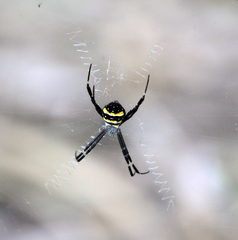 Argiope caledonia