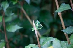 Paryphes