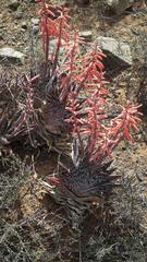 Gonialoe variegata