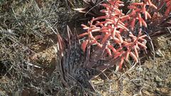 Gonialoe variegata