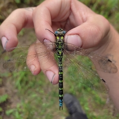 Aeshna cyanea