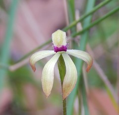Caladenia testacea