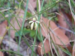 Caladenia testacea