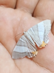 Opisthoxia miletia