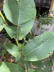 Dillenia suffruticosa