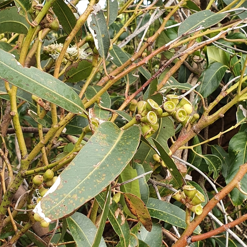 Image of Eucalyptus botryoides by (c) ronavery, some rights reserved (CC BY)