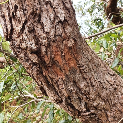 Image of Eucalyptus botryoides by (c) ronavery, some rights reserved (CC BY)