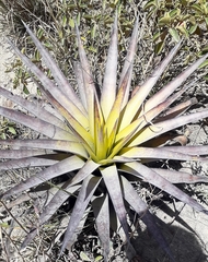 Tillandsia secunda