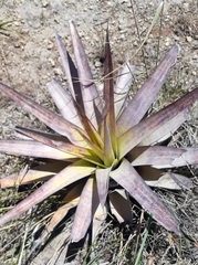 Tillandsia secunda