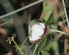 Appias epaphia contracta