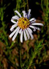 Felicia muricata muricata