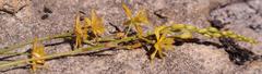 Bulbine annua