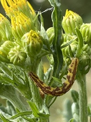 Eupithecia centaureata