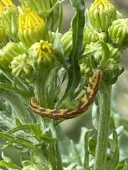 Eupithecia centaureata