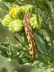 Eupithecia centaureata