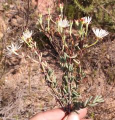 Lampranthus falcatus