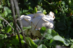 Agaricus deserticola