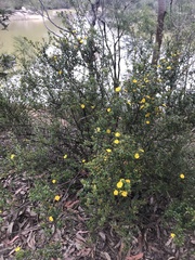 Hibbertia nitida