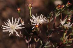Lampranthus falcatus