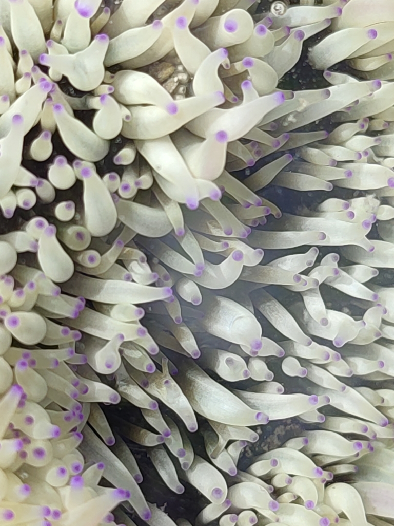 leather anemone