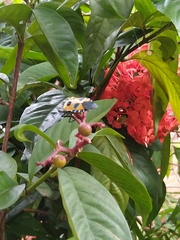 Catacanthus incarnatus