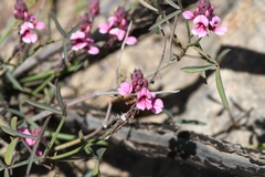Indigofera venusta