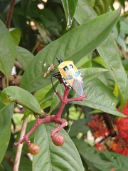 Catacanthus incarnatus