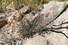 Indigofera venusta