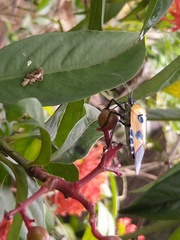 Catacanthus incarnatus