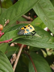 Catacanthus incarnatus