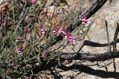 Indigofera venusta