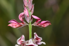 Indigofera venusta