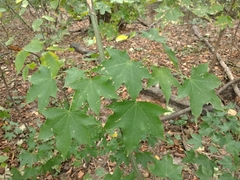 Acer cappadocicum