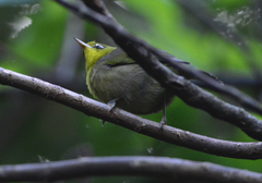 Zosterops tenuirostris
