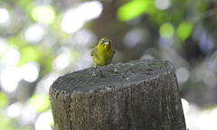 Zosterops tenuirostris