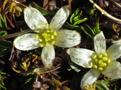 Caltha obtusa