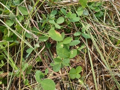 Pycnospora lutescens