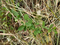 Pycnospora lutescens